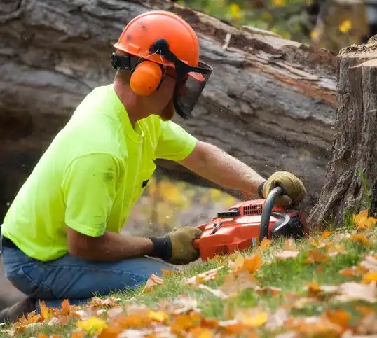 tree services Midvale